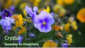  Presentation with pansy flower - Amazing presentation design having blue and yellow pansis flower backdrop and a tawny brown colored foreground
