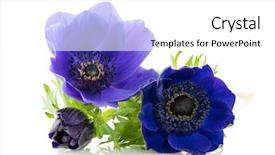  Presentation with bud - Colorful PPT theme enhanced with blue anemones flowers open backdrop and a  colored foreground
