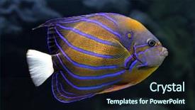  Presentation with underwater industry - PPT layouts with blue angels - striped angelfish underwater - pomacanthus background and a wine colored foreground