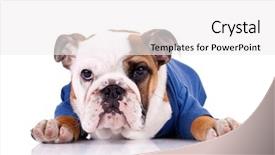  Presentation with puppy english cocker spaniel - PPT theme with blue animals - english bulldog puppy wearing nice background and a  colored foreground