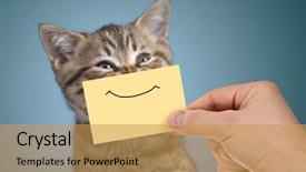  Presentation with funny animals - Slides having blue animals - happy young cat portrait background and a yellow colored foreground