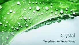  Presentation with green leaf - Amazing presentation design having dewdrop - beautiful green leaf covered backdrop and a sky blue colored foreground