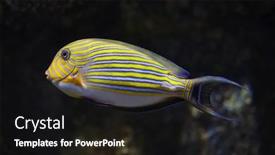  Presentation with blue - Slides with blue-banded-surgeonfish-acanthurus-lineatus background and a black colored foreground