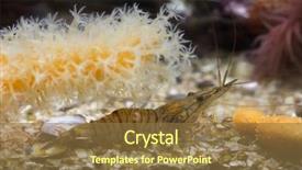  Presentation with bee - Colorful presentation enhanced with blue bee shrimp caridina cantonensis backdrop and a tawny brown colored foreground