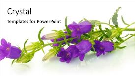  Presentation with purple flowers - Slide set consisting of blue bell flowers isolated background and a white colored foreground