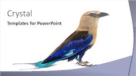  Presentation with blue proposal - Presentation design featuring blue-bellied-roller-profile-view background and a  colored foreground