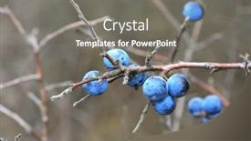  Presentation with thorn - Presentation design with blue-berryes-on-thorn-twig background and a gray colored foreground