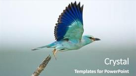  Presentation with taking flight - Amazing PPT theme having blue birds - eurasian roller taking flight coracias backdrop and a gray colored foreground