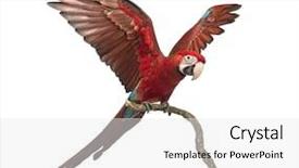  Presentation with greek column front - Audience pleasing PPT theme consisting of blue birds - green-winged macaw ara chloropterus 1 backdrop and a white colored foreground