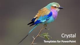  Presentation with africa - Audience pleasing presentation consisting of blue birds - lilacbreasted roller coracias caudata south backdrop and a gray colored foreground