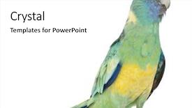  Presentation with australian air force - Colorful theme enhanced with blue birds - male australian ringneck barnardius barnardi backdrop and a white colored foreground