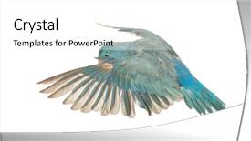  Presentation with white dove flying - Slide deck with advisor giving investment and retirement background and a light gray colored foreground