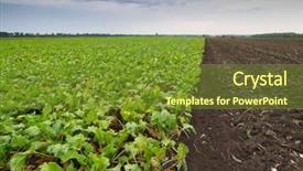  Presentation with dull - Amazing slide deck having blue bottom line - green sugar beet field backdrop and a tawny brown colored foreground