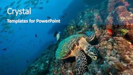  Presentation with coral reef - Beautiful slide deck featuring blue bottom line - maldivian hawkbill turtle exploring coral backdrop and a teal colored foreground
