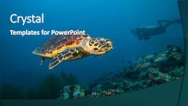  Presentation with reef octopus underwater - Cool new PPT layouts with blue bottom line - maldivian hawkbill turtle exploring coral backdrop and a teal colored foreground