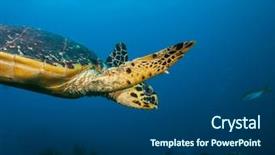  Presentation with coral reef - Audience pleasing slide set consisting of blue bottom line - maldivian hawkbill turtle exploring coral backdrop and a ocean colored foreground