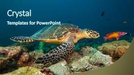  Presentation with coral reef - Cool new PPT theme with blue bottom line - maldivian hawkbill turtle exploring coral backdrop and a ocean colored foreground