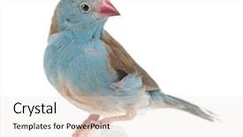  Presentation with blue - Presentation theme with blue-breasted cordon-bleu - uraeginthus background and a sky blue colored foreground