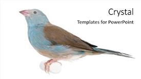  Presentation with application web bleu - Cool new slides with blue-breasted cordon-bleu - uraeginthus backdrop and a  colored foreground