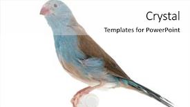  Presentation with blue - Colorful PPT theme enhanced with blue-breasted cordon-bleu - uraeginthus angolensis in front of a white background backdrop and a white colored foreground