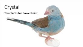  Presentation with blue - PPT layouts featuring blue-breasted cordon-bleu uraeginthus background and a white colored foreground