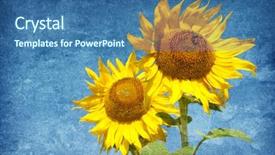  Presentation with sunflowers - Slide set enhanced with old grunge background with sunflowers background and a ocean colored foreground