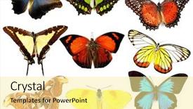  Presentation with rustic purple butterflies - Beautiful slides featuring blue butterfly - butterflies collection isolated on white backdrop and a blonde colored foreground