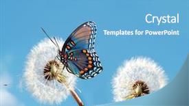  Presentation with springtime - Beautiful presentation theme featuring blue butterfly - springtime conceptual image backdrop and a light blue colored foreground