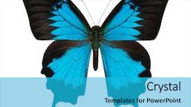  Presentation with oktoberfest bavarian white and blue - Beautiful PPT theme featuring blue butterfly isolated on white backdrop and a  colored foreground