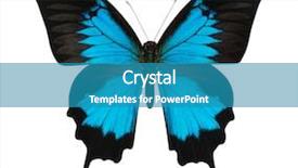  Presentation with butterfly - Theme enhanced with blue butterfly isolated on white background and a teal colored foreground