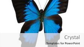  Presentation with butterfly - Slide set featuring blue-butterfly-isolated-on-white background and a white colored foreground