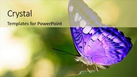 Presentation with blue green - Presentation theme with blue butterfly on a green background and a blonde colored foreground