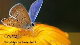  Presentation with football in yellow and blue - Presentation theme with blue butterfly on yellow flower background and a gold colored foreground