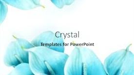 Presentation with calla - PPT theme with blue-calla-flowers-white-background background and a white colored foreground