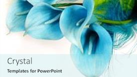 Presentation with calla - Audience pleasing slides consisting of blue-calla-lilies backdrop and a arctic colored foreground