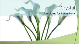  Presentation with calla - Cool new theme with blue-calla-lilies backdrop and a sky blue colored foreground