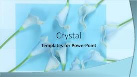  Presentation with calla - Amazing PPT theme having blue-calla-lilies backdrop and a light blue colored foreground