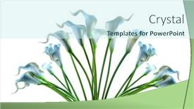  Presentation with calla - Presentation theme enhanced with blue-calla-lilies background and a cool aqua colored foreground