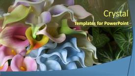  Presentation with calla - Presentation with blue-calla-lilies background and a tawny brown colored foreground