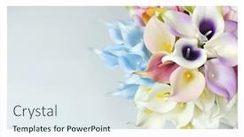  Presentation with calla - Presentation design having blue-calla-lilies background and a sky blue colored foreground