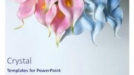  Presentation with calla - Amazing theme having blue-calla-lilies backdrop and a sky blue colored foreground