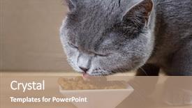  Presentation with blue food - Cool new theme with blue cat eats cat food backdrop and a coral colored foreground