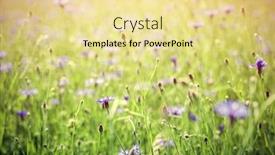  Presentation with summer sun - Beautiful theme featuring blue centaury flowers field summer countryside morning sun light backdrop and a blonde colored foreground