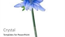 Presentation with blue flower - Cool new presentation theme with blue chicory flower isolated on a white background backdrop and a white colored foreground