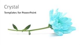  Presentation with chrysanthemum - Colorful slide set enhanced with blue-chrysanthemum-flower-with-leaf backdrop and a white colored foreground