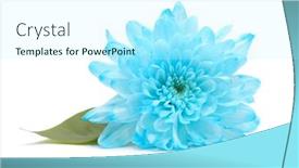  Presentation with chrysanthemum - Slide deck having blue-chrysanthemum-flower-with-leaf background and a arctic colored foreground