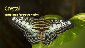  Presentation with butterfly - Beautiful presentation theme featuring blue-clipper-butterfly-parthenos-sylvia backdrop and a wine colored foreground