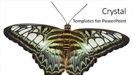  Presentation with butterfly - Theme with blue-clipper-butterfly-parthenos-sylvia background and a white colored foreground