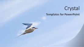  Presentation with soaring - Audience pleasing presentation consisting of cargo ship - panoramic view on seaport backdrop and a light blue colored foreground.