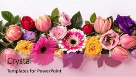  Presentation with white flowers - Colorful slide set enhanced with blue colorcreative idea - creative layout made with beautiful backdrop and a coral colored foreground